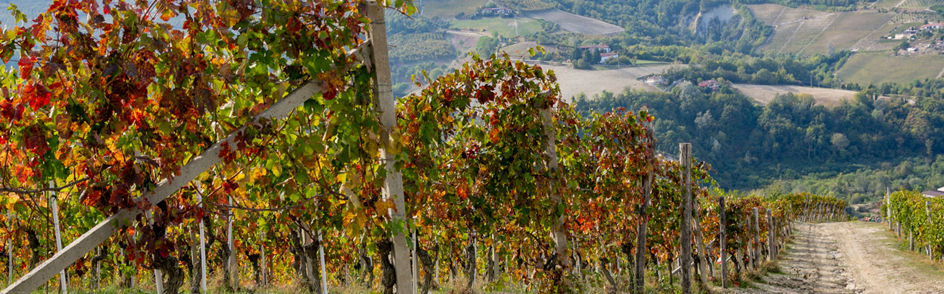 Vigneto Langhe